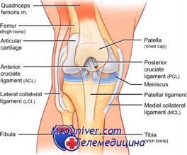 Medial collateral ligament