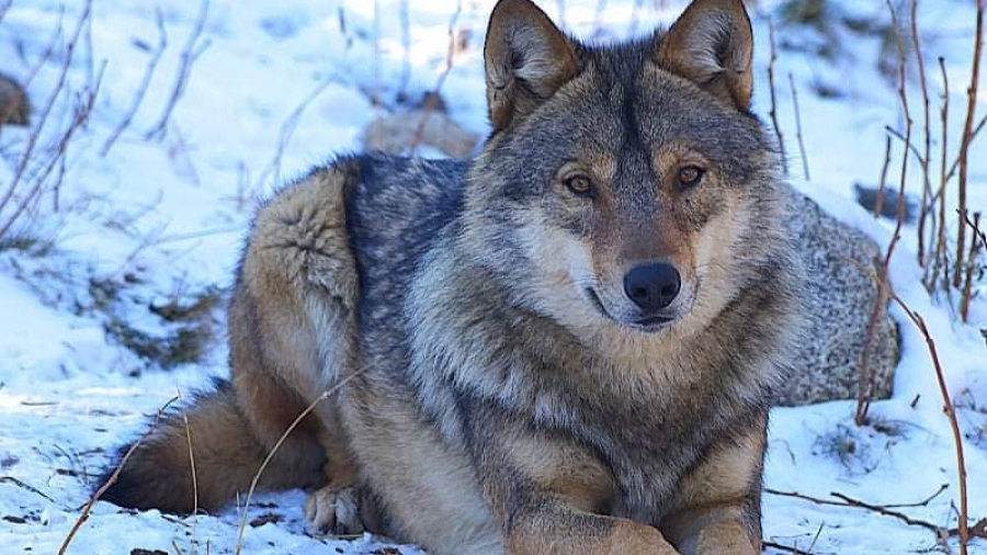 Глутница от пет вълка снимана в България